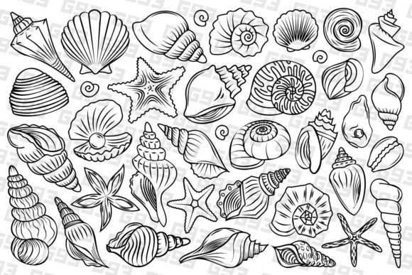 Download Line Art Seashell Illustrations - Line Collection